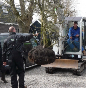 Tuinrenovatie waarbij beplanting wordt vervangen - De Goede Tuinen